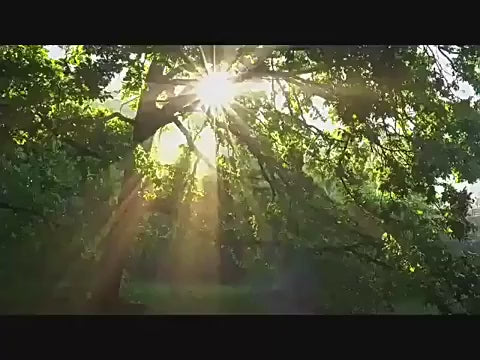 Comedero Inteligente para Aves con Cámara Solar e IA